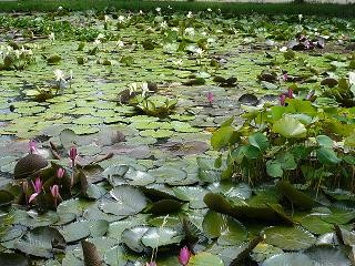 荷花池