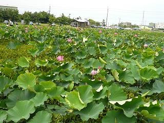 蓮花池