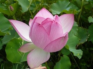 蓮花