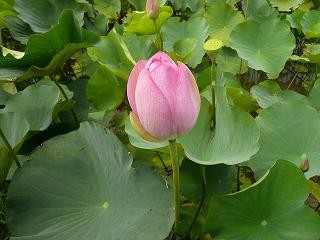 蓮花