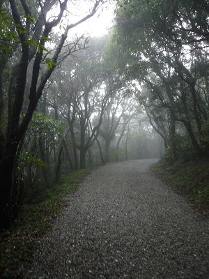 大屯山1