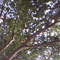 這條路兩旁種滿小葉懶人樹，是漂亮的林蔭小道，這是我躺著看的景色