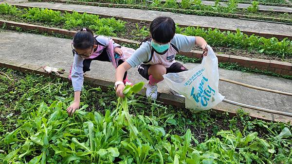 小田園紀錄--紅A菜(第二批採收)