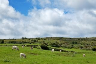 poulnabrone-pasture-beautiful_19-135424.jpg poulnabrone-pasture-beautiful_19-135424.jpg