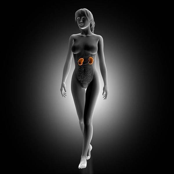 woman-with-illuminated-kidneys_1048-2350.jpg