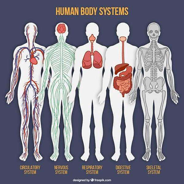 human-body-system-collection_23-2147539280.jpg human-body-system-collection_23-2147539280.jpg