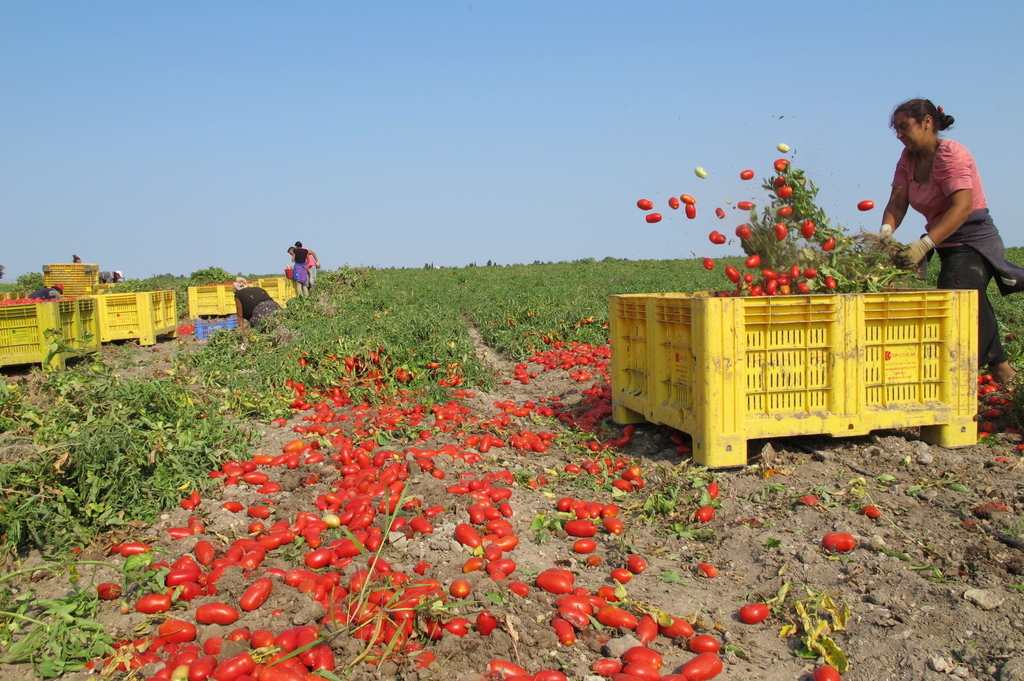 image003.jpg 寬大廚-奶油番茄海鮮義大利麵調理包