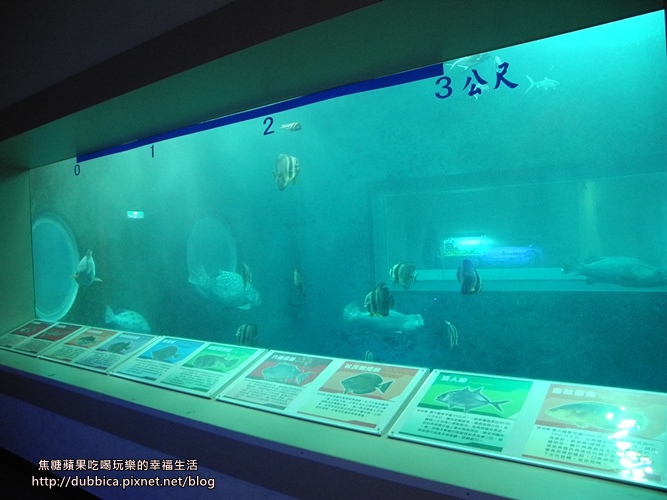 小丑魚主題館36