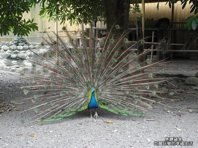 八大森林樂園34.jpg