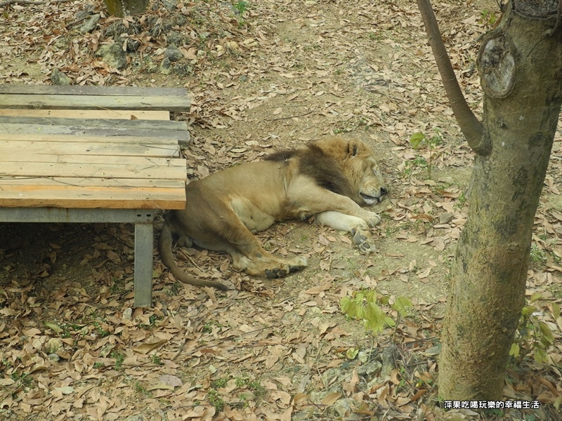 壽山動物園31.jpg