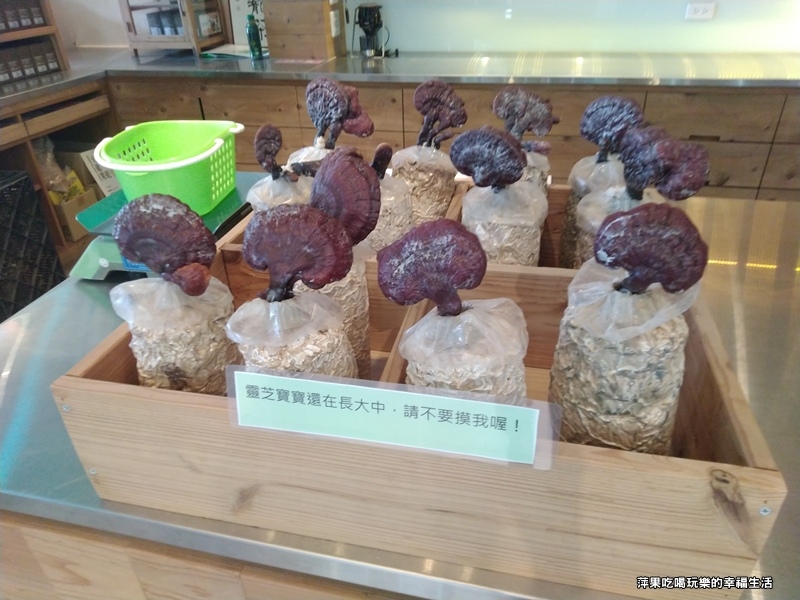 青青山丘山葵知11.jpg