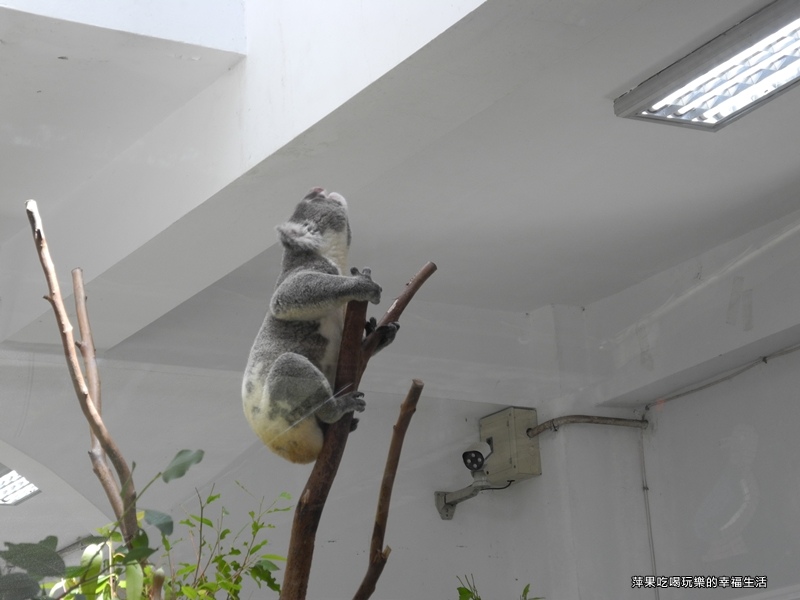 【台北市。文山區】台北動物園6.jpg