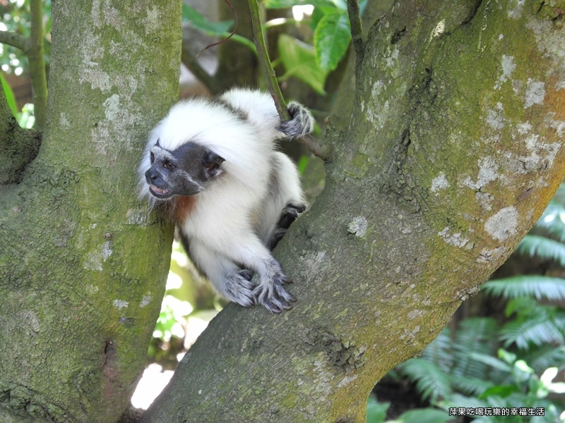 【台北市。文山區】台北動物園13.jpg