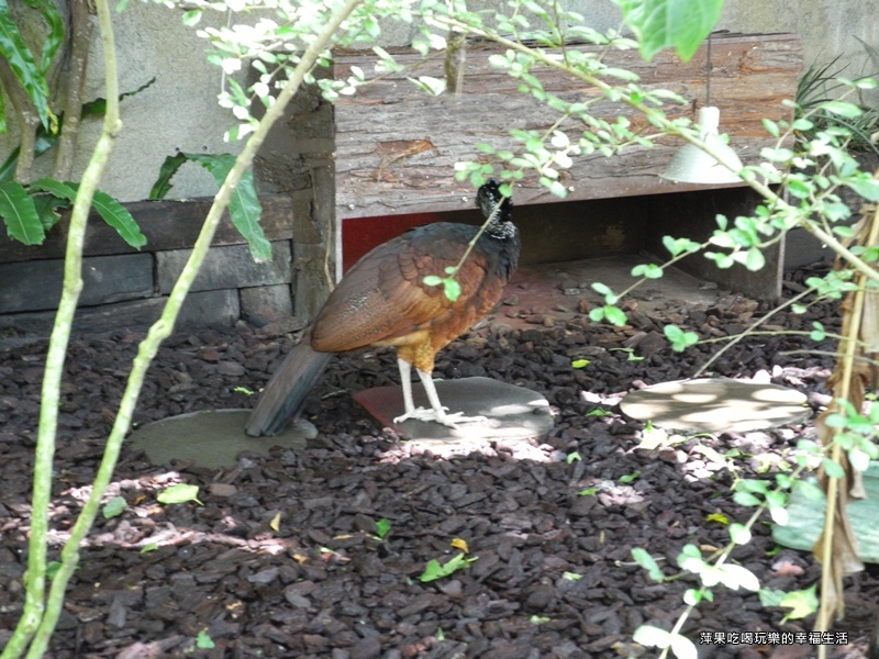 【台北市。文山區】台北動物園14.jpg