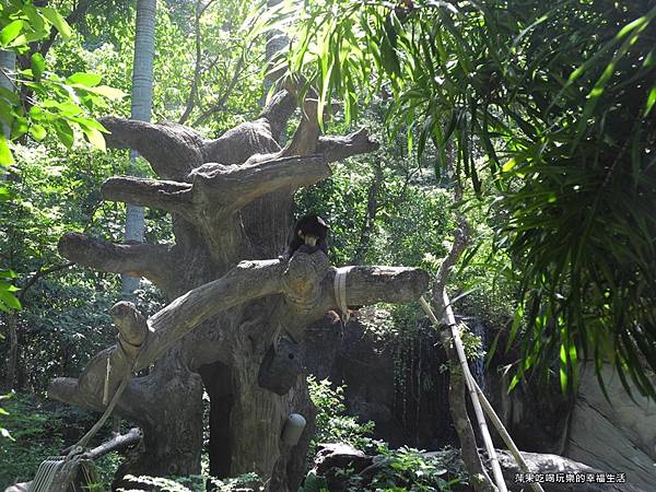 【台北市。文山區】台北動物園19.jpg