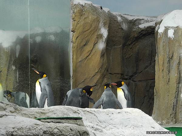 【台北市。文山區】台北動物園26.jpg