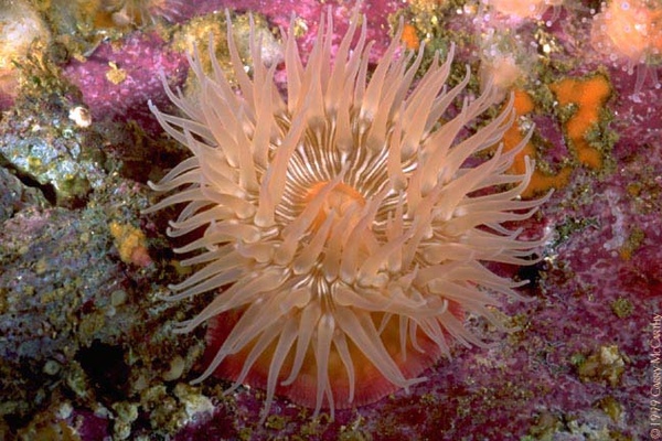 anemone5.jpg