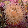 anemone5.jpg