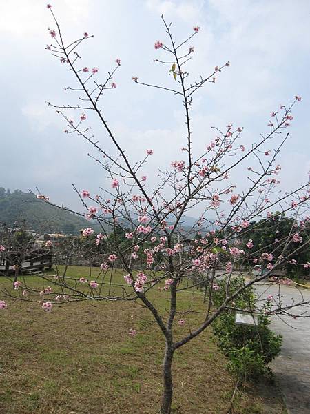 馬石公園賞河津櫻 (25).JPG