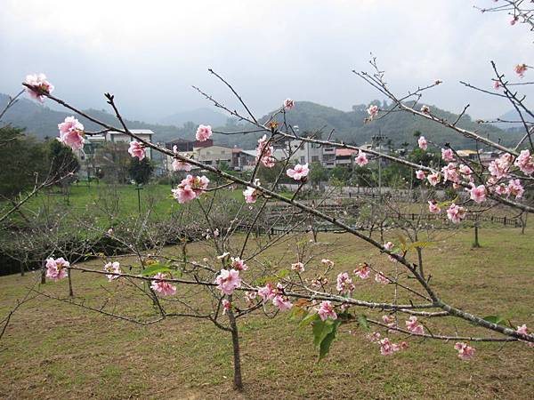 馬石公園賞河津櫻 (35).JPG