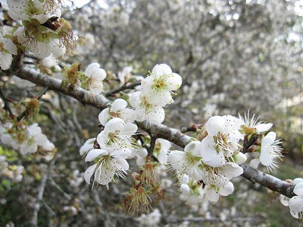 仁愛清流-互助國小賞梅花 (67).JPG