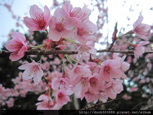 阿里山櫻花季2014 (243).JPG