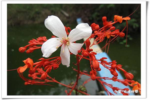 彰化福田社區-賞油桐花 (18).jpg