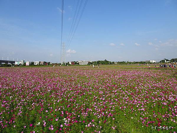 桃園花彩節-楊梅場54.jpg