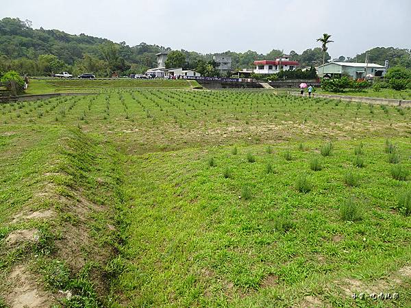 葛瑞絲香草田13.jpg