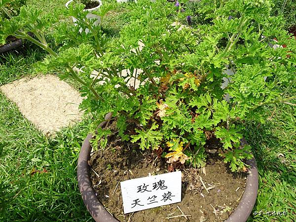 葛瑞絲香草田35.jpg