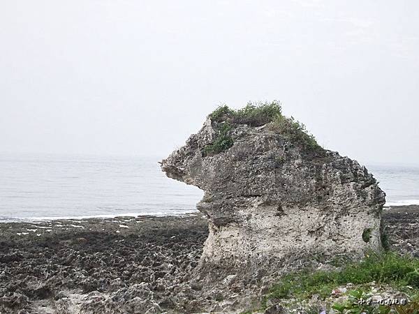 小琉球厚石群礁 (7)15.jpg