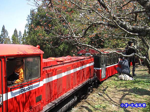 2019阿里山櫻花季 花現阿里山 3 9 4 10止 門票 交通管制時間 森林遊樂區內賞櫻景點路線 大眾運輸工具 住宿資訊 懶人包 小紫吃喝玩樂 享食煮藝