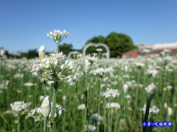 2019-9-13大溪韮菜花田-首圖.jpg