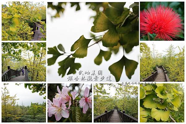 武岫農圃-銀杏林觀景步道拼圖.jpg 武岫農圃-銀杏林觀景步道拼圖.jpg