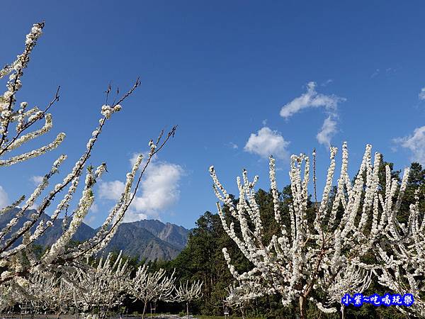 1號停車場-李花園。草坪頭櫻花季  (5).jpg