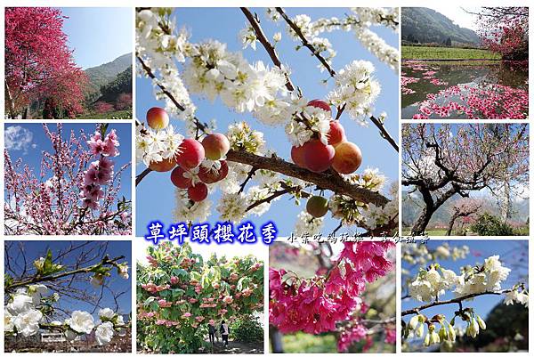 草坪頭櫻花季,玉山觀光茶園,櫻花大道,櫻花,李花,桃花,親水公園,南投,新中橫,新峰茶業,九芎神木,南投賞花,櫻花季,百岳,步道,登山,雲海,森林