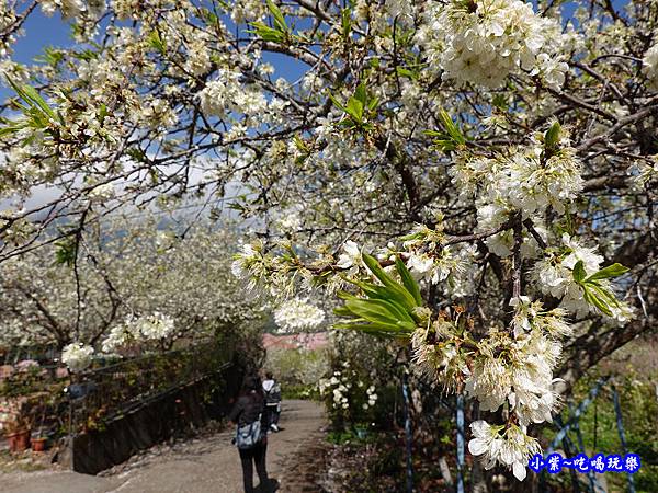 明生花步道、觀景步道景觀 (3).jpg