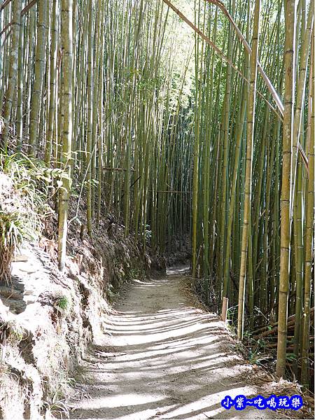 往巨木登山口竹林-司馬庫斯 (1).jpg