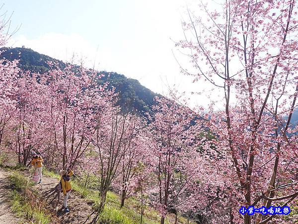 往巨木登山口的櫻花步道-司馬庫斯  (7).jpg