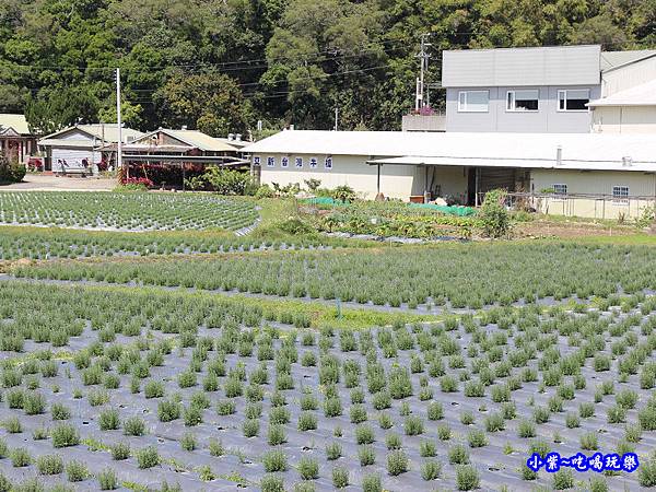 2020葛瑞絲香草田40.jpg