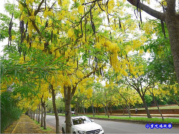 台中-都會園路-盛開阿勃勒7.jpg