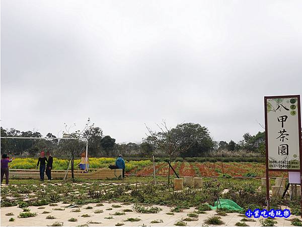 八甲茶園-魯冰花 (1).jpg