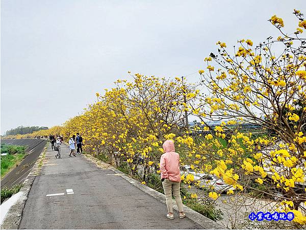 嘉義大林-陳井寮提防黃花風鈴木步道 (3).jpg