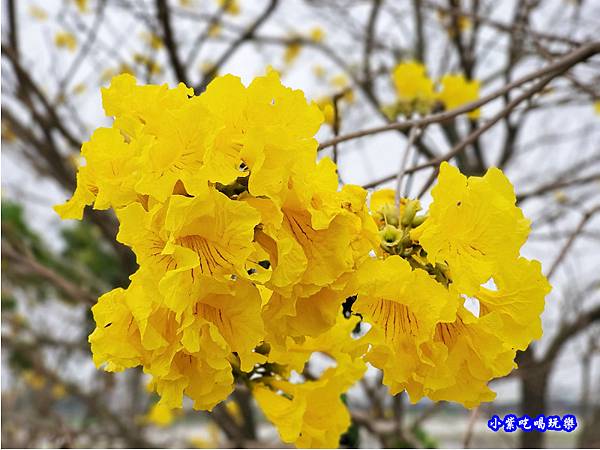 嘉義大林-陳井寮提防黃花風鈴木步道 (6).jpg