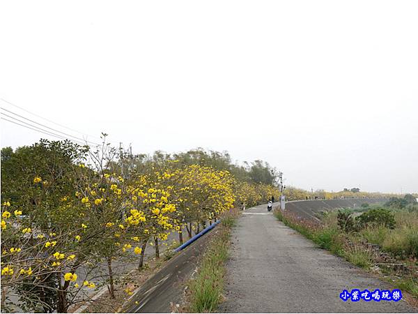 嘉義大林-陳井寮提防黃花風鈴木步道 (7).jpg