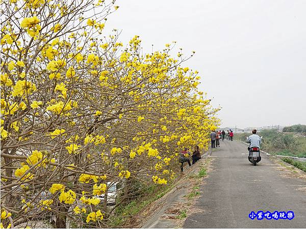 嘉義大林-陳井寮提防黃花風鈴木步道 (14).jpg