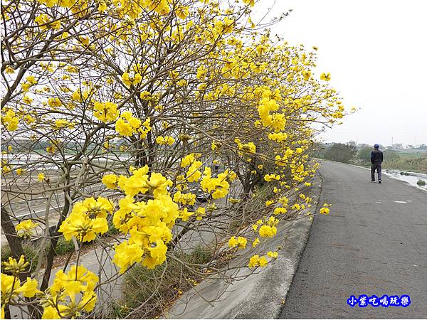 嘉義大林-陳井寮提防黃花風鈴木步道 (16).jpg