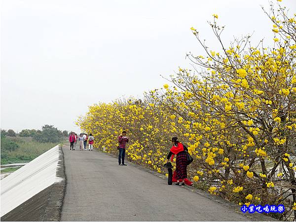 嘉義大林-陳井寮提防黃花風鈴木步道 (21).jpg