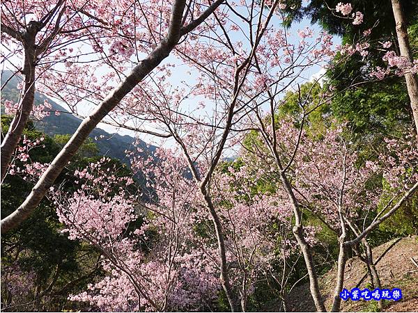 拉拉山旅遊服務中心櫻花季 (8).jpg