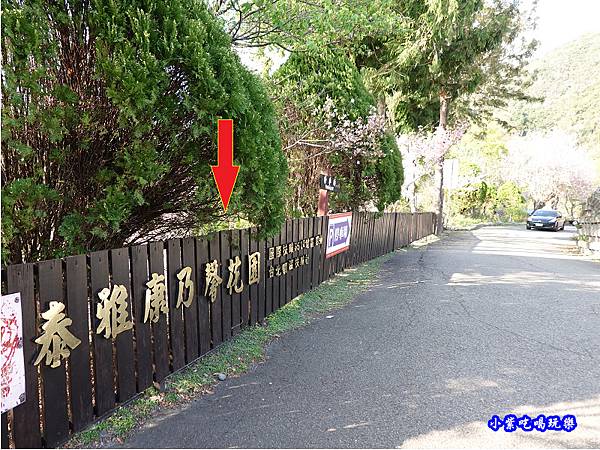 泰雅康乃馨花園-巴陵石竹花.jpg